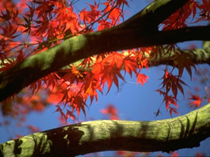 Tree Service Dallas, TX
