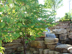 Tree Service Dallas, TX
