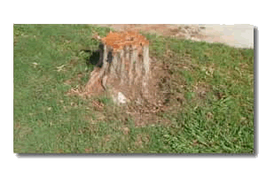 Dallas stump grinding