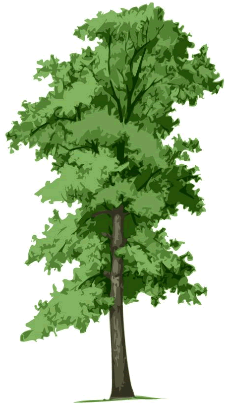Dallas Certified Arborist