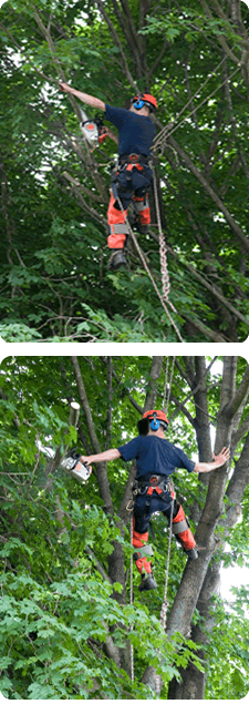 Dallas Tree Trimming | Pruning 